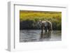 Grizzly bear cub crossing grassy meadow, Lake Clark NP and Preserve, Alaska, Silver Salmon Creek-Adam Jones-Framed Photographic Print