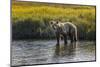 Grizzly bear cub crossing grassy meadow, Lake Clark NP and Preserve, Alaska, Silver Salmon Creek-Adam Jones-Mounted Photographic Print