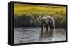 Grizzly bear cub crossing grassy meadow, Lake Clark NP and Preserve, Alaska, Silver Salmon Creek-Adam Jones-Framed Stretched Canvas