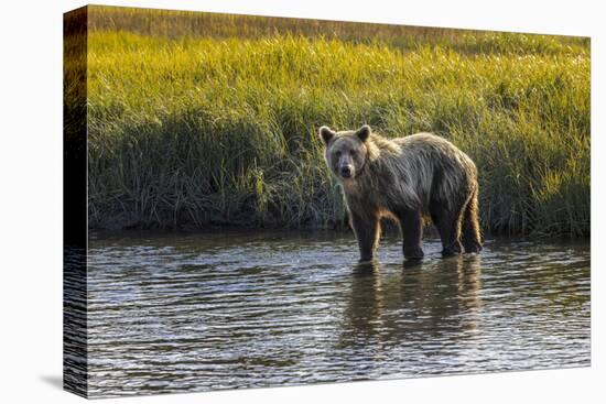 Grizzly bear cub crossing grassy meadow, Lake Clark NP and Preserve, Alaska, Silver Salmon Creek-Adam Jones-Stretched Canvas