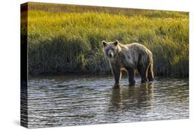 Grizzly bear cub crossing grassy meadow, Lake Clark NP and Preserve, Alaska, Silver Salmon Creek-Adam Jones-Stretched Canvas