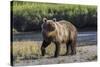 Grizzly bear cub crossing grassy meadow, Lake Clark NP and Preserve, Alaska, Silver Salmon Creek-Adam Jones-Stretched Canvas