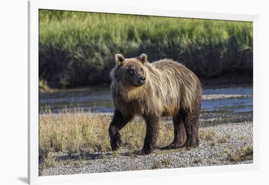 Grizzly bear cub crossing grassy meadow, Lake Clark NP and Preserve, Alaska, Silver Salmon Creek-Adam Jones-Framed Photographic Print