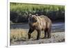 Grizzly bear cub crossing grassy meadow, Lake Clark NP and Preserve, Alaska, Silver Salmon Creek-Adam Jones-Framed Photographic Print