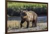 Grizzly bear cub crossing grassy meadow, Lake Clark NP and Preserve, Alaska, Silver Salmon Creek-Adam Jones-Framed Photographic Print