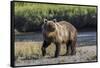 Grizzly bear cub crossing grassy meadow, Lake Clark NP and Preserve, Alaska, Silver Salmon Creek-Adam Jones-Framed Stretched Canvas