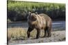 Grizzly bear cub crossing grassy meadow, Lake Clark NP and Preserve, Alaska, Silver Salmon Creek-Adam Jones-Stretched Canvas