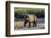 Grizzly bear cub crossing grassy meadow, Lake Clark NP and Preserve, Alaska, Silver Salmon Creek-Adam Jones-Framed Photographic Print