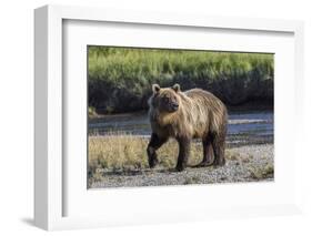 Grizzly bear cub crossing grassy meadow, Lake Clark NP and Preserve, Alaska, Silver Salmon Creek-Adam Jones-Framed Photographic Print