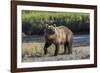 Grizzly bear cub crossing grassy meadow, Lake Clark NP and Preserve, Alaska, Silver Salmon Creek-Adam Jones-Framed Photographic Print