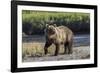 Grizzly bear cub crossing grassy meadow, Lake Clark NP and Preserve, Alaska, Silver Salmon Creek-Adam Jones-Framed Photographic Print