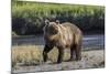 Grizzly bear cub crossing grassy meadow, Lake Clark NP and Preserve, Alaska, Silver Salmon Creek-Adam Jones-Mounted Photographic Print