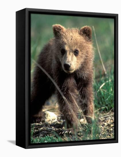 Grizzly Bear Cub in Alpine Meadow near Highway Pass, Denali National Park, Alaska-Paul Souders-Framed Stretched Canvas