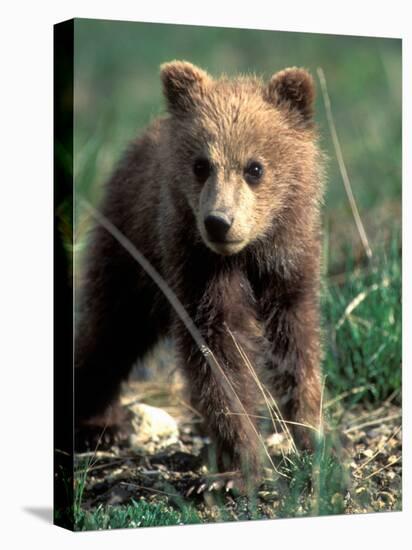 Grizzly Bear Cub in Alpine Meadow near Highway Pass, Denali National Park, Alaska-Paul Souders-Stretched Canvas