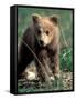 Grizzly Bear Cub in Alpine Meadow near Highway Pass, Denali National Park, Alaska-Paul Souders-Framed Stretched Canvas