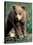 Grizzly Bear Cub in Alpine Meadow near Highway Pass, Denali National Park, Alaska-Paul Souders-Stretched Canvas