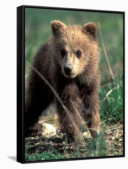 Grizzly Bear Cub in Alpine Meadow near Highway Pass, Denali National Park, Alaska-Paul Souders-Framed Stretched Canvas