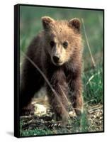 Grizzly Bear Cub in Alpine Meadow near Highway Pass, Denali National Park, Alaska-Paul Souders-Framed Stretched Canvas