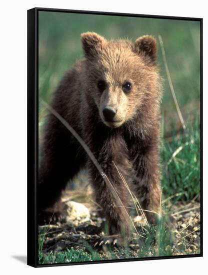 Grizzly Bear Cub in Alpine Meadow near Highway Pass, Denali National Park, Alaska-Paul Souders-Framed Stretched Canvas