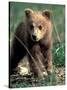 Grizzly Bear Cub in Alpine Meadow near Highway Pass, Denali National Park, Alaska-Paul Souders-Stretched Canvas