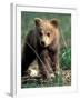 Grizzly Bear Cub in Alpine Meadow near Highway Pass, Denali National Park, Alaska-Paul Souders-Framed Premium Photographic Print