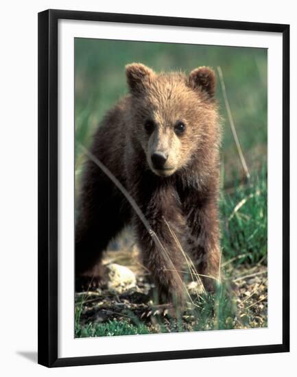 Grizzly Bear Cub in Alpine Meadow near Highway Pass, Denali National Park, Alaska-Paul Souders-Framed Premium Photographic Print