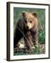 Grizzly Bear Cub in Alpine Meadow near Highway Pass, Denali National Park, Alaska-Paul Souders-Framed Premium Photographic Print