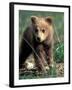 Grizzly Bear Cub in Alpine Meadow near Highway Pass, Denali National Park, Alaska-Paul Souders-Framed Premium Photographic Print