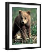 Grizzly Bear Cub in Alpine Meadow near Highway Pass, Denali National Park, Alaska-Paul Souders-Framed Photographic Print