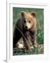 Grizzly Bear Cub in Alpine Meadow near Highway Pass, Denali National Park, Alaska-Paul Souders-Framed Photographic Print