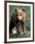 Grizzly Bear Cub in Alpine Meadow near Highway Pass, Denali National Park, Alaska-Paul Souders-Framed Photographic Print