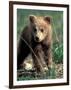 Grizzly Bear Cub in Alpine Meadow near Highway Pass, Denali National Park, Alaska-Paul Souders-Framed Photographic Print
