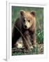 Grizzly Bear Cub in Alpine Meadow near Highway Pass, Denali National Park, Alaska-Paul Souders-Framed Photographic Print