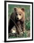 Grizzly Bear Cub in Alpine Meadow near Highway Pass, Denali National Park, Alaska-Paul Souders-Framed Photographic Print