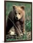 Grizzly Bear Cub in Alpine Meadow near Highway Pass, Denali National Park, Alaska-Paul Souders-Framed Photographic Print