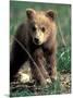 Grizzly Bear Cub in Alpine Meadow near Highway Pass, Denali National Park, Alaska-Paul Souders-Mounted Photographic Print