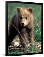 Grizzly Bear Cub in Alpine Meadow near Highway Pass, Denali National Park, Alaska-Paul Souders-Framed Photographic Print