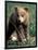 Grizzly Bear Cub in Alpine Meadow near Highway Pass, Denali National Park, Alaska-Paul Souders-Framed Photographic Print