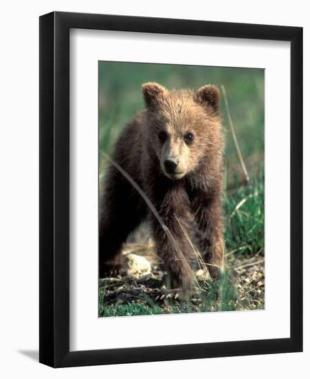 Grizzly Bear Cub in Alpine Meadow near Highway Pass, Denali National Park, Alaska-Paul Souders-Framed Premium Photographic Print