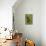 Grizzly Bear Cub in Captivity, Eating an Oxeye Daisy Flower, Sandstone, Minnesota, USA-James Hager-Stretched Canvas displayed on a wall