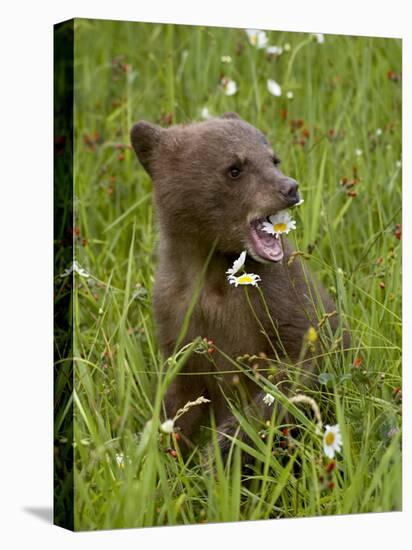 Grizzly Bear Cub in Captivity, Eating an Oxeye Daisy Flower, Sandstone, Minnesota, USA-James Hager-Stretched Canvas