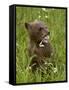 Grizzly Bear Cub in Captivity, Eating an Oxeye Daisy Flower, Sandstone, Minnesota, USA-James Hager-Framed Stretched Canvas