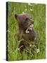 Grizzly Bear Cub in Captivity, Eating an Oxeye Daisy Flower, Sandstone, Minnesota, USA-James Hager-Stretched Canvas