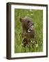 Grizzly Bear Cub in Captivity, Eating an Oxeye Daisy Flower, Sandstone, Minnesota, USA-James Hager-Framed Photographic Print