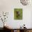 Grizzly Bear Cub in Captivity, Eating an Oxeye Daisy Flower, Sandstone, Minnesota, USA-James Hager-Photographic Print displayed on a wall