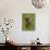 Grizzly Bear Cub in Captivity, Eating an Oxeye Daisy Flower, Sandstone, Minnesota, USA-James Hager-Framed Photographic Print displayed on a wall