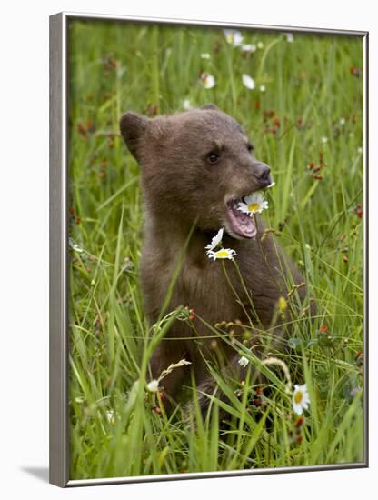 Grizzly Bear Cub in Captivity, Eating an Oxeye Daisy Flower, Sandstone, Minnesota, USA-James Hager-Framed Photographic Print