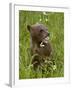 Grizzly Bear Cub in Captivity, Eating an Oxeye Daisy Flower, Sandstone, Minnesota, USA-James Hager-Framed Photographic Print