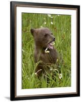 Grizzly Bear Cub in Captivity, Eating an Oxeye Daisy Flower, Sandstone, Minnesota, USA-James Hager-Framed Photographic Print