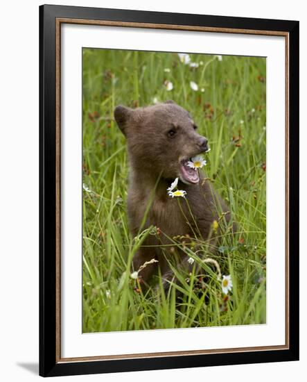 Grizzly Bear Cub in Captivity, Eating an Oxeye Daisy Flower, Sandstone, Minnesota, USA-James Hager-Framed Photographic Print